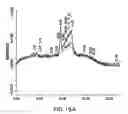 Fig. 29 - Method for the production and purification of adenoviral vectors