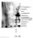 Fig. 34 - Method for the production and purification of adenoviral vectors