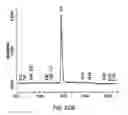 Fig. 37 - Method for the production and purification of adenoviral vectors