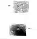 Fig. 02 - Method for production of neurons from cells of a cell line