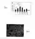 Fig. 03 - Method for production of neurons from cells of a cell line