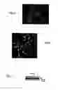 Fig. 04 - Method for production of neurons from cells of a cell line