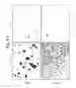 Fig. 05 - Pluripotent stem cell growing method