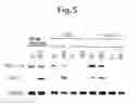 Fig. 07 - Pluripotent stem cell growing method