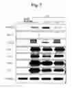 Fig. 09 - Pluripotent stem cell growing method