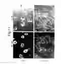 Fig. 13 - Pluripotent stem cell growing method