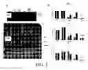 Fig. 03 - Methods for increasing efficiency of homologous recombination