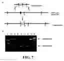 Fig. 08 - Methods for increasing efficiency of homologous recombination