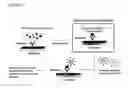 Fig. 03 - Degenerate binding detection and protein identification using Raman spectroscopy nanoparticle labels