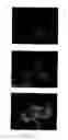 Fig. 07 - Peptides modulating the activity of the engrailed transcription factor