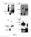 Fig. 06 - Translational control by small, non-translatable rnas