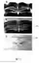 Fig. 12 - Translational control by small, non-translatable rnas