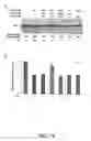 Fig. 16 - Translational control by small, non-translatable rnas