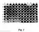 Fig. 02 - Artificial cpg single-stranded oligodeoxynucleotide and antiviral use thereof