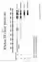 Fig. 02 - Compositions and methods for generating short double-stranded RNA using mutated RNAse III