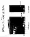 Fig. 11 - Compositions and methods for generating short double-stranded RNA using mutated RNAse III