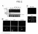 Fig. 03 - METHODS OF REGULATING GROWTH AND DEATH OF CANCER CELLS
