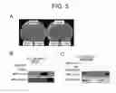 Fig. 06 - METHODS OF REGULATING GROWTH AND DEATH OF CANCER CELLS