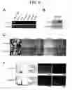 Fig. 07 - METHODS OF REGULATING GROWTH AND DEATH OF CANCER CELLS