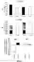 Fig. 12 - Methods and means for treating protein conformational disorders