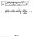Fig. 02 - Use of genetic polymorphisms that associate with efficacy of treatment of inflammatory disease