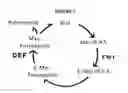 Fig. 02 - Peptide deformylase inhibitors