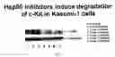 Fig. 03 - Triazole compounds that modulate HSP90 activity