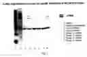 Fig. 04 - Triazole compounds that modulate HSP90 activity