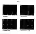 Fig. 03 - Agent for controlling bcl-2 expression comprising ginsenoside f1 as an active component