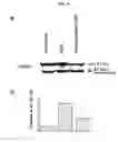 Fig. 05 - Agent for controlling bcl-2 expression comprising ginsenoside f1 as an active component