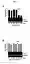 Fig. 06 - Agent for controlling bcl-2 expression comprising ginsenoside f1 as an active component