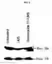 Fig. 07 - Agent for controlling bcl-2 expression comprising ginsenoside f1 as an active component