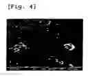 Fig. 04 - Method of preparation of polyethylene terephthalate nanocomposite fiber with enhanced modulus