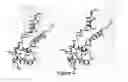 Fig. 05 - Crystals of MarR polypeptides, regulators of multiple antibiotic resistance