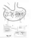 Fig. 02 - Device, system and method for in-vivo sensing of a body lumen