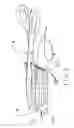 Fig. 05 - Attachable and size adjustable surface electrode for laryngeal electromyography
