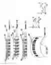 Fig. 30 - Radioactive-emission-measurement optimization to specific body structures