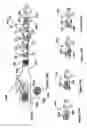 Fig. 55 - Radioactive-emission-measurement optimization to specific body structures
