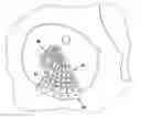 Fig. 01 - Implant for use as replacement of an orbita bottom