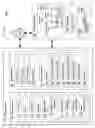 Fig. 02 - Using a biological recording to obtain time values