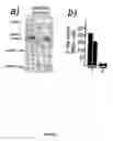 Fig. 02 - Parkin interacting polypeptides and methods of use