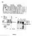Fig. 03 - Parkin interacting polypeptides and methods of use