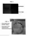 Fig. 03 - Suppression of xenotransplant rejection