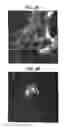 Fig. 08 - Suppression of xenotransplant rejection