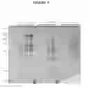 Fig. 05 - Methods and Compositions for Increasing The Nitrogen Storage Capacity of A Plant