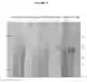 Fig. 12 - Methods and Compositions for Increasing The Nitrogen Storage Capacity of A Plant