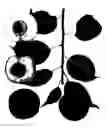 Fig. 02 - Interspecific tree named ‘Bella Gold’