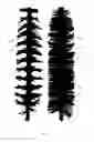 Fig. 15 - Multi-helicoidal applicator brush
