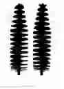 Fig. 17 - Multi-helicoidal applicator brush