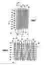 Fig. 08 - Machine direction yarn stitched triple layer papermaker's forming fabrics